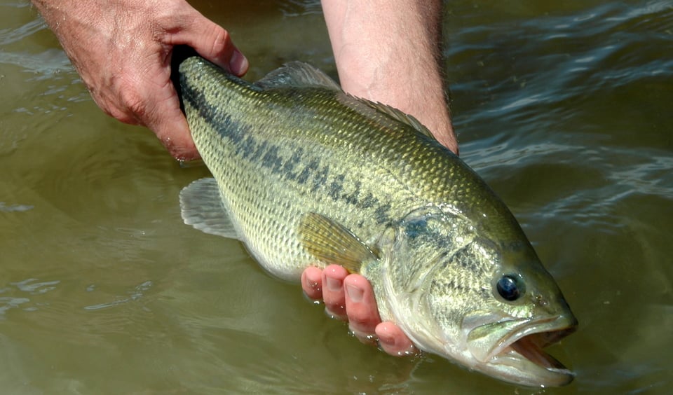 Wednesday Free Fishing 2