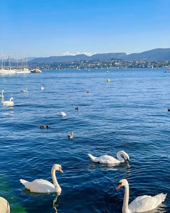 Lake Zurich 3