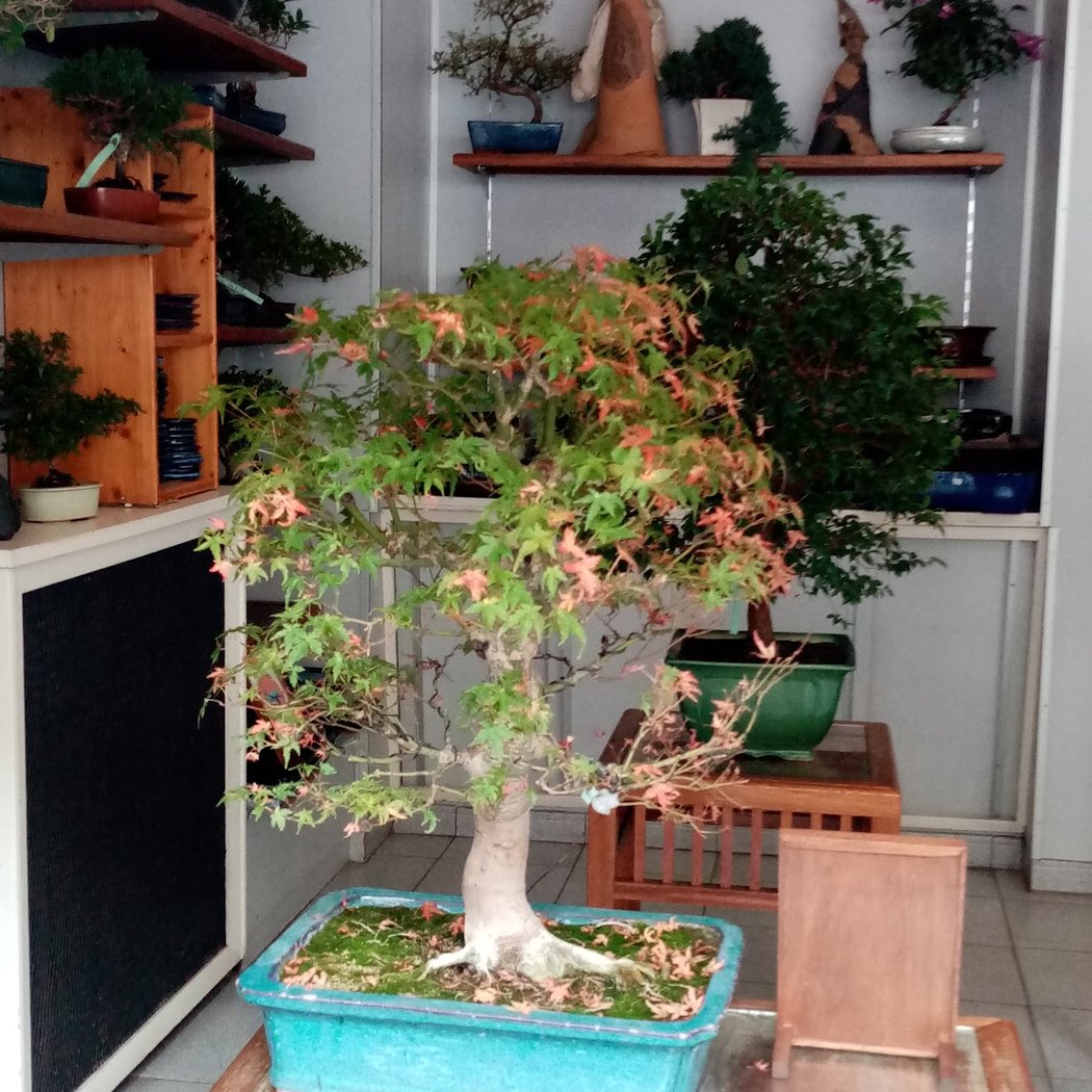 Atelier du Bonsaï 1
