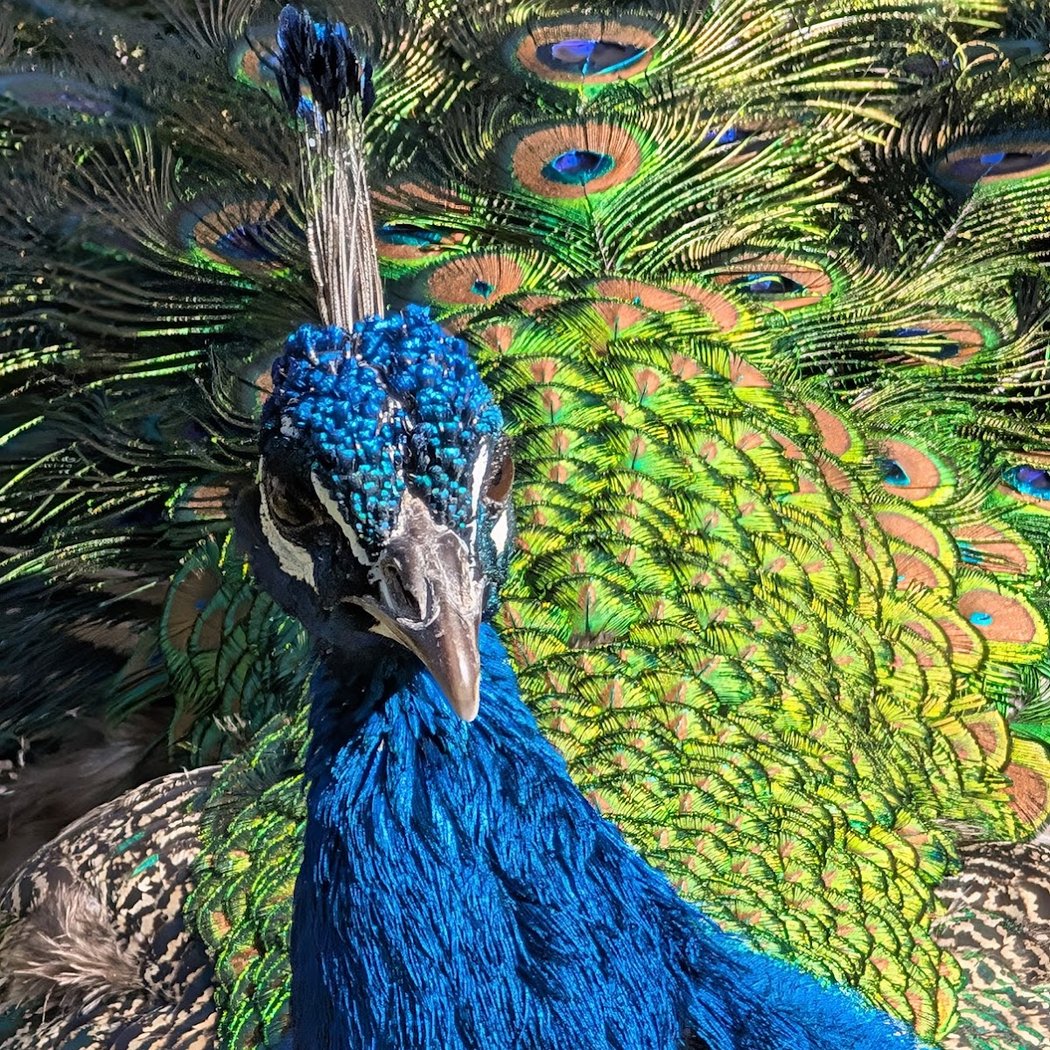 Reid Park Zoo 3