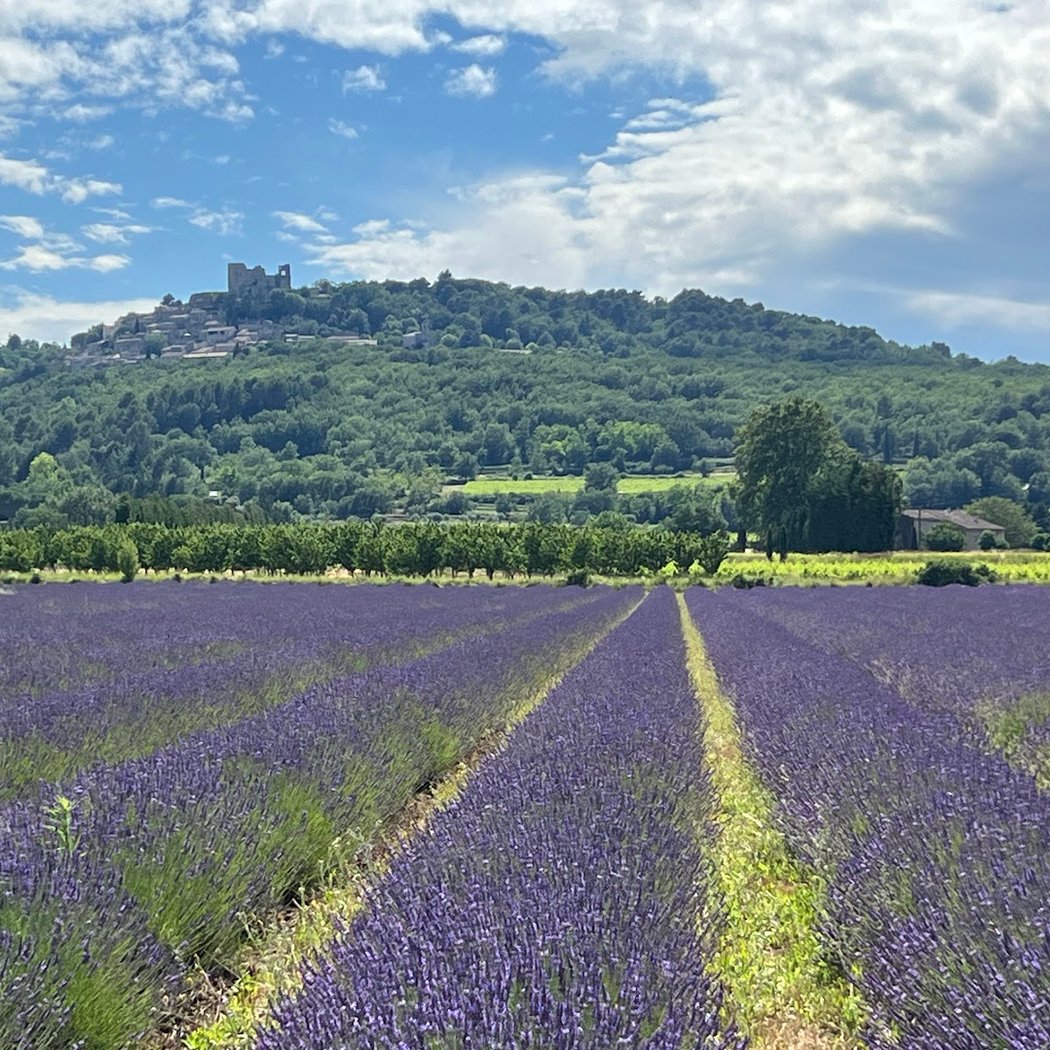 Lavender Fields 2