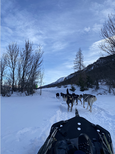 Chiens De Traineaux Jordi 3