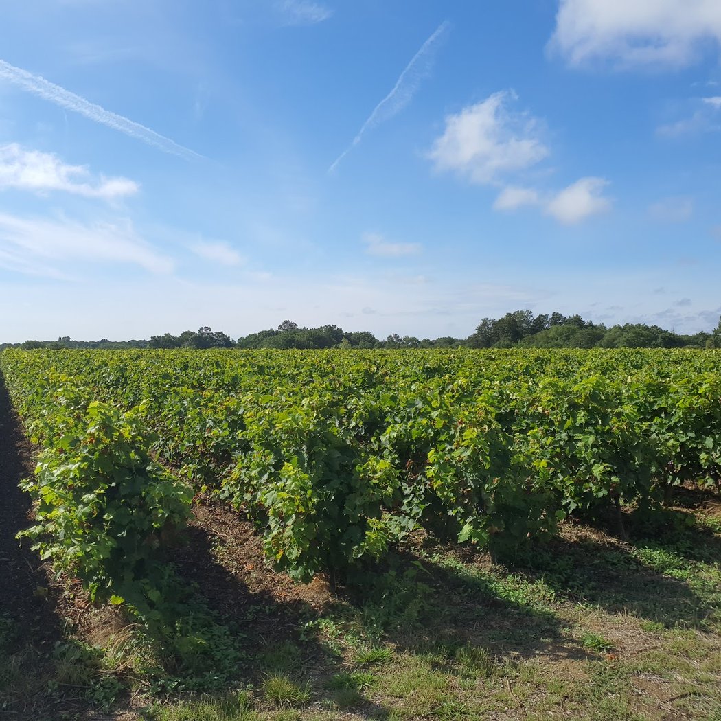 Chateau du Bois Huaut- Famille Duret 3