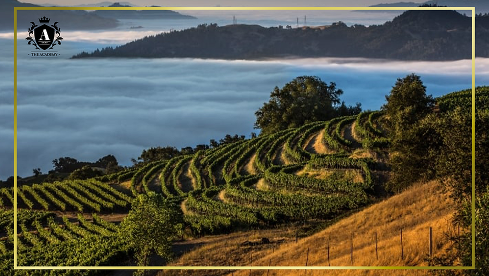 Academy of Wine: California Cool 1
