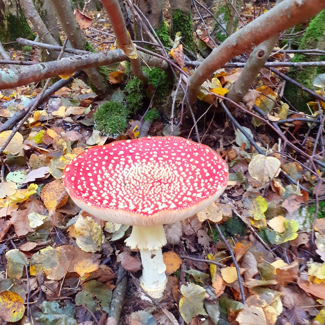 Forêt de Montceaux 2
