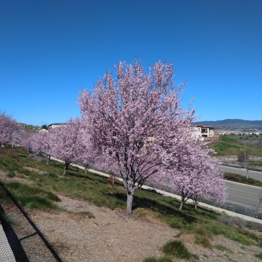 Rancho San Ramon Community Park 1