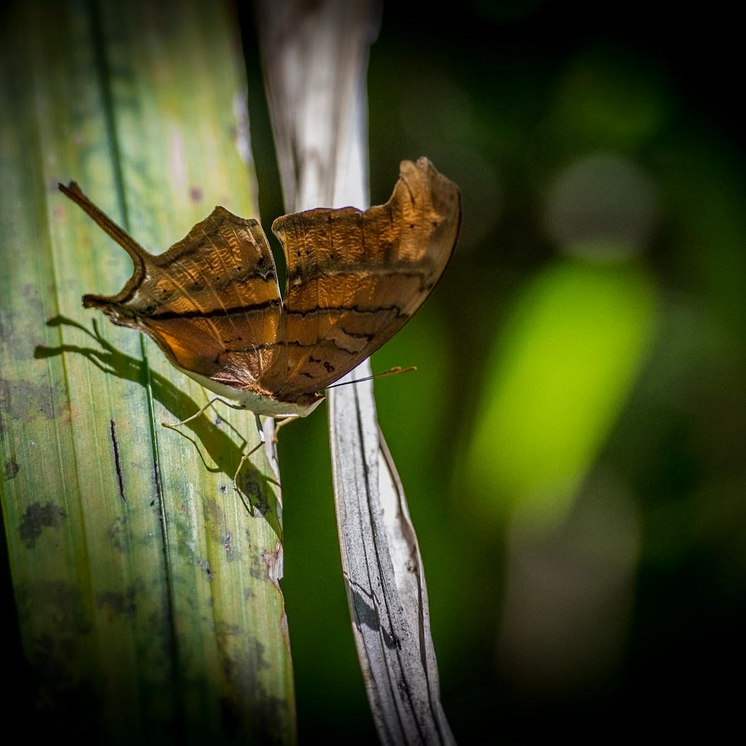 Butterfly Walk
