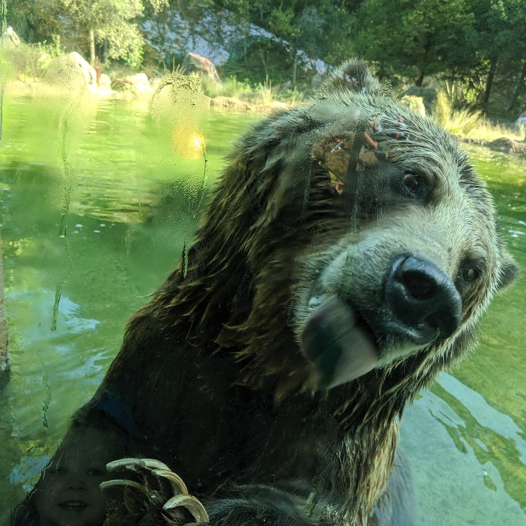 Hearst Grizzly Gulch 1