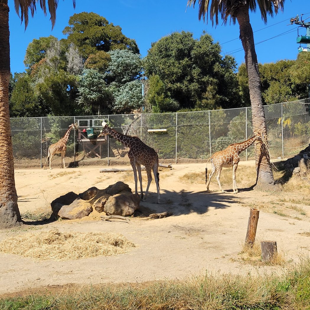 Oakland Zoo Holiday Lights 4