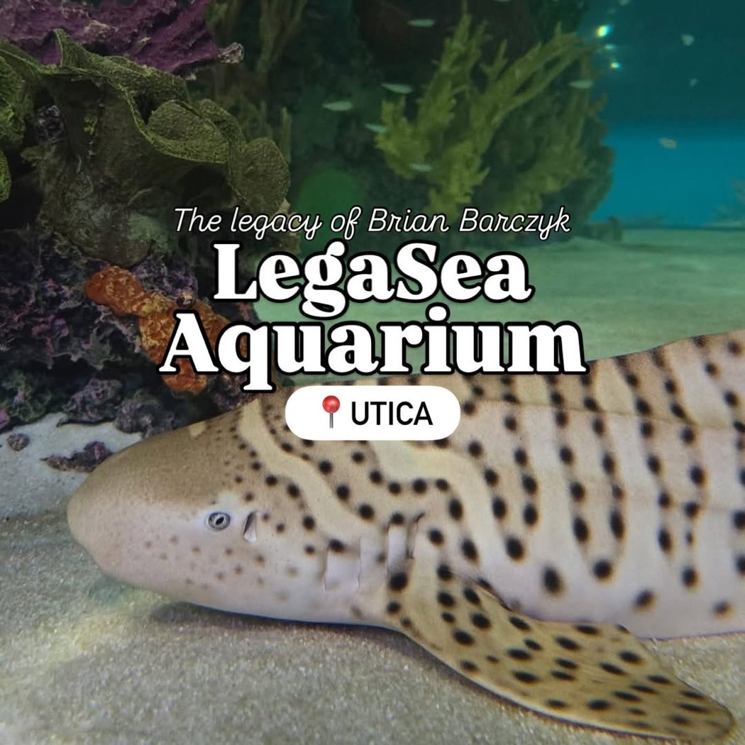 LegaSea Aquarium & The Reptarium 3