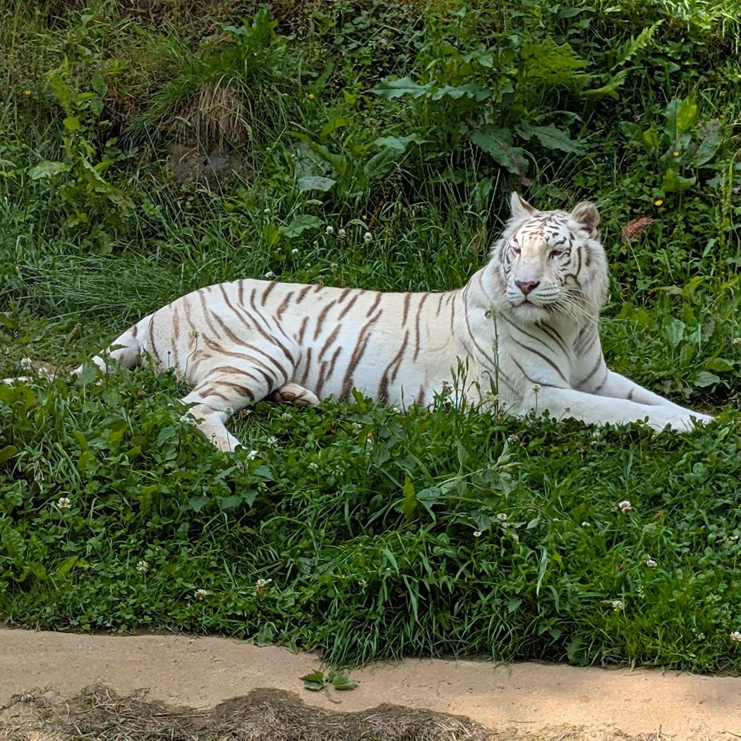 Zooparc de Trégomeur 1