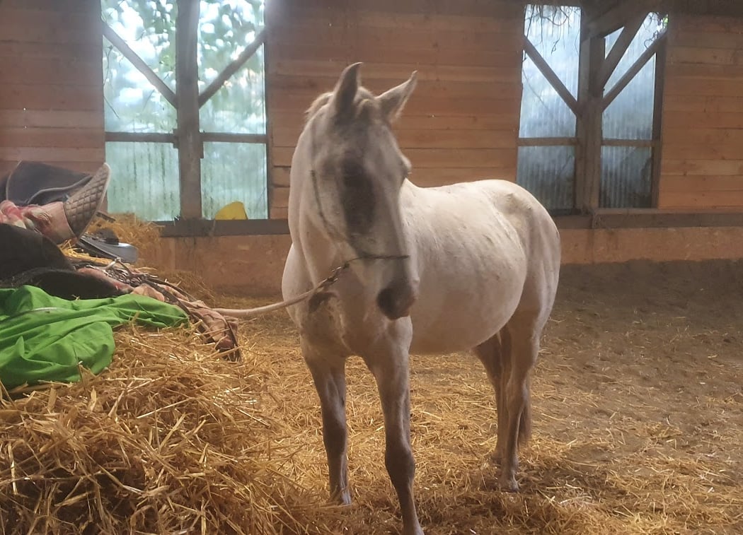 Ferme Équestre De St-Bihy: centre de vacances familial randonnée cheval(Côtes d'Armor, Saint Brieuc) 2
