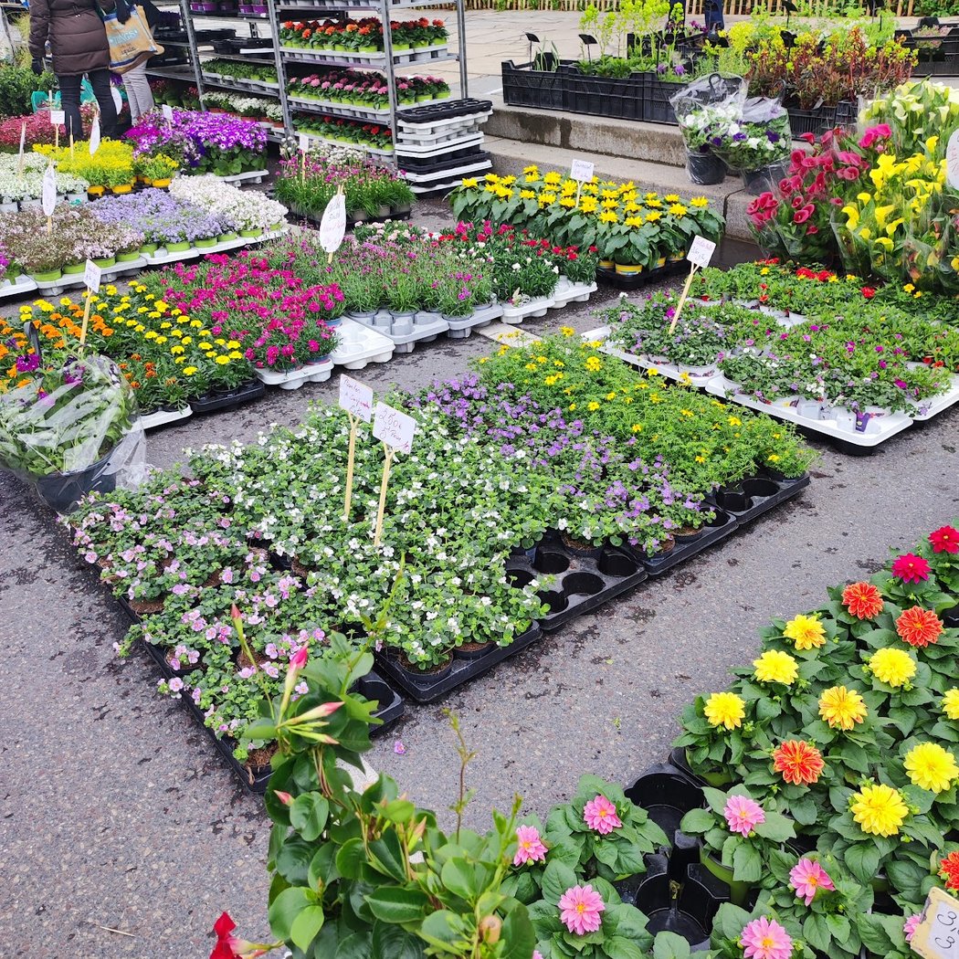 Le marché aux fleurs – Troc et jardin 2