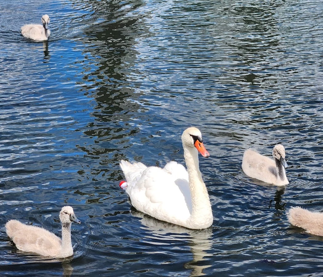 Mimico Creek Park 1
