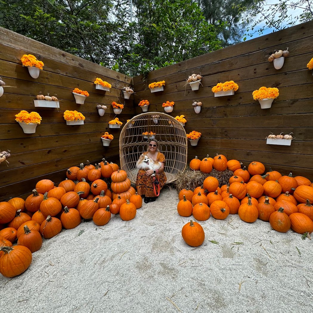 Pumpkin Patch at Pinto's Farm