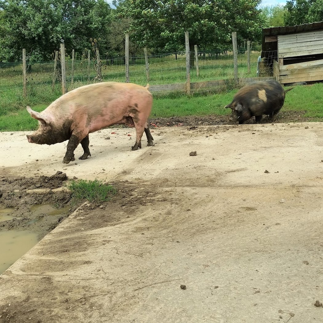Ferme Pedagogique La Grange Aux Moines 2