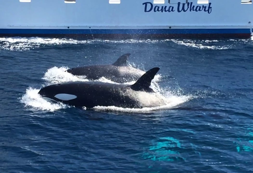 Dana Wharf Sportfishing & Whale Watching Dana Point 2