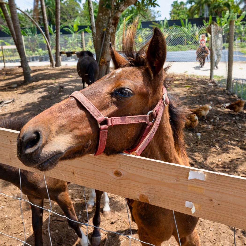 Tinez Farms 3