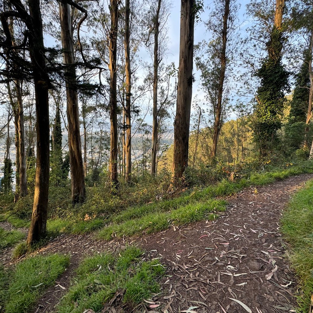 Mount Sutro Open Space Reserve 3