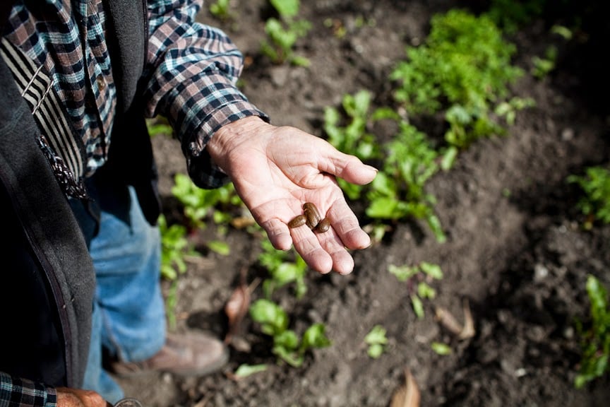 Garden Volunteer Days 1