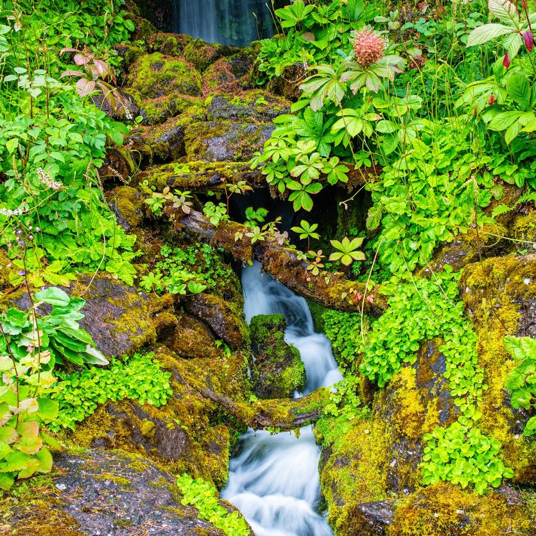 Royal Botanic Garden Edinburgh 1