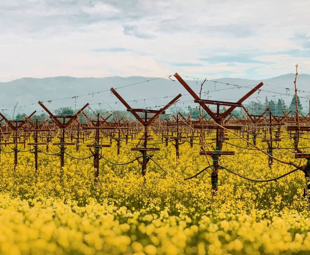 St. Helena Mustard Celebration 1