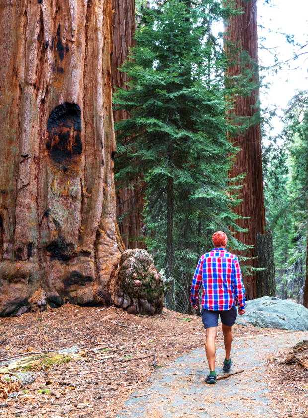 Bike & Hike — Muir Woods and Bike the Bridge Package (Guided) 2