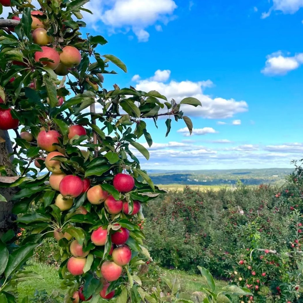 Lyman Orchards Apple Barrel Farm Market 2