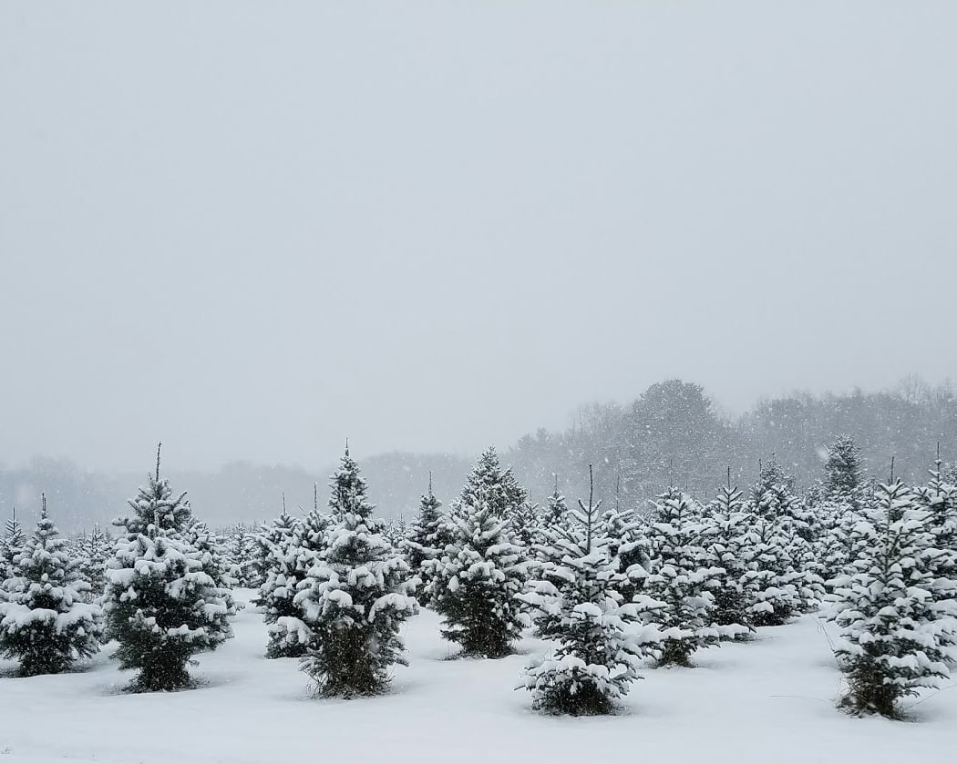 Broadview Christmas Tree 1