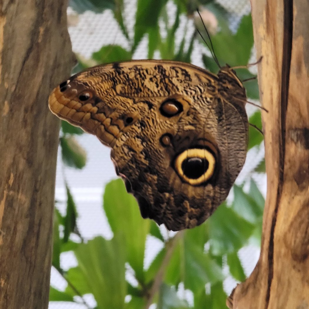 Davis Family Butterfly Vivarium 3