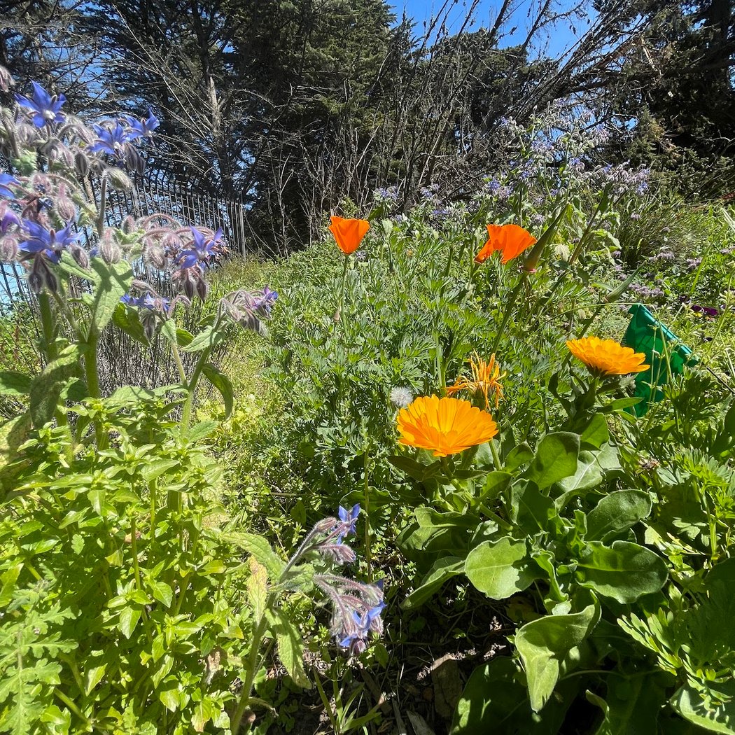 Golden Gate Park Community Garden 2