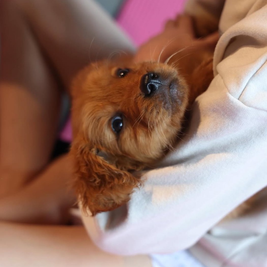 Golden Retrievers Puppy Yoga 2