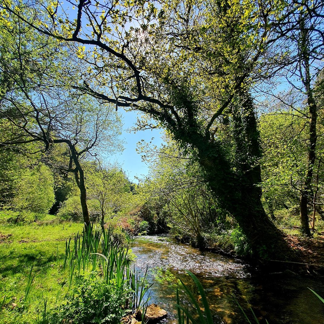 Sylvothérapie Bretagne 2