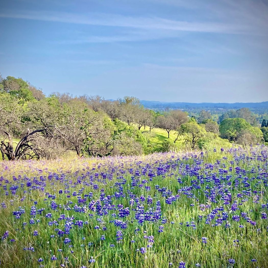 Foothill Regional Park 1