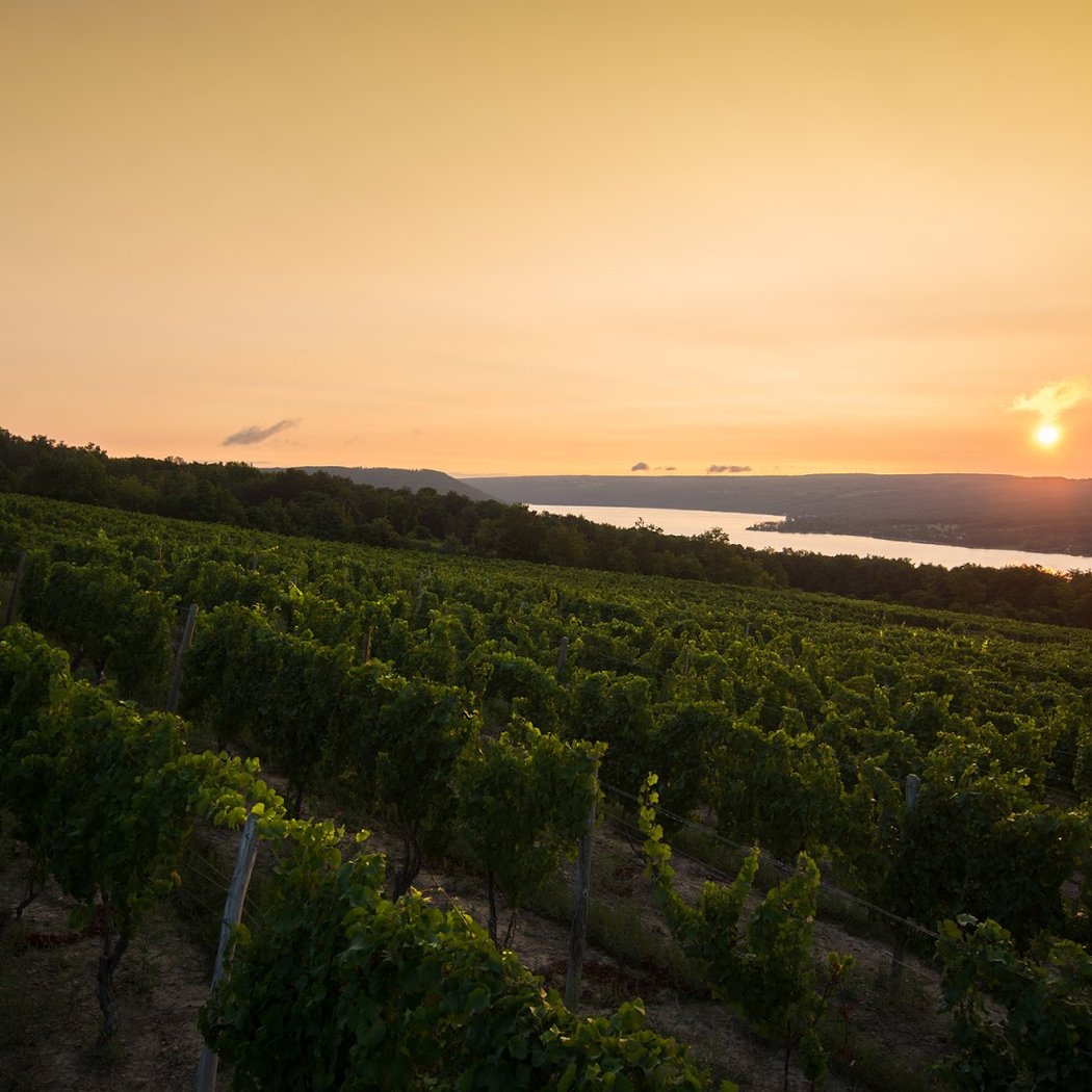 Dr. Konstantin Frank Winery 1