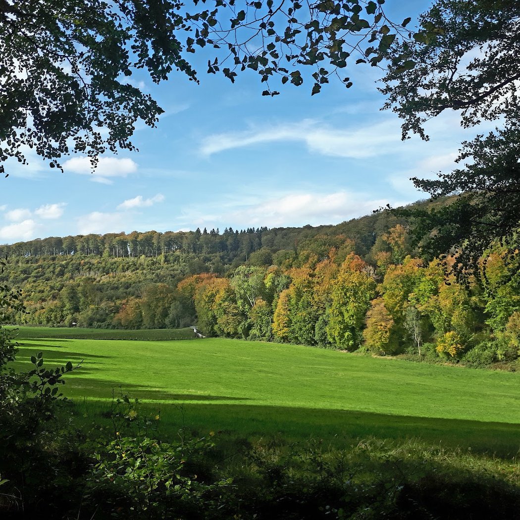 Eawy Forest 4