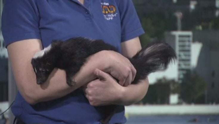 Skunk Saturdays 1