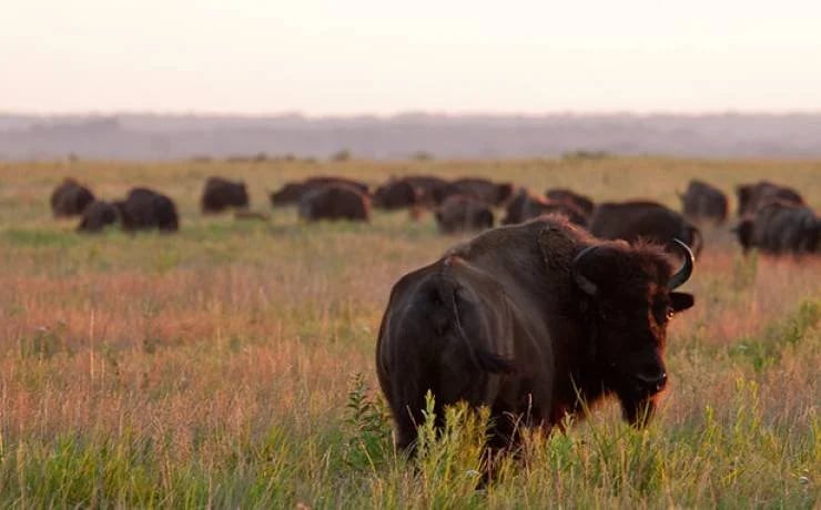 Guided Bison Saunter 3