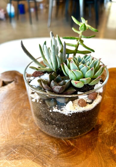 iLovetus Succulents 2