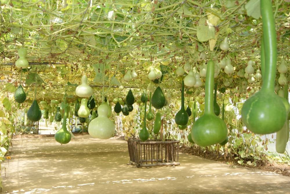 Un jardin tout n'oeuf ! 3