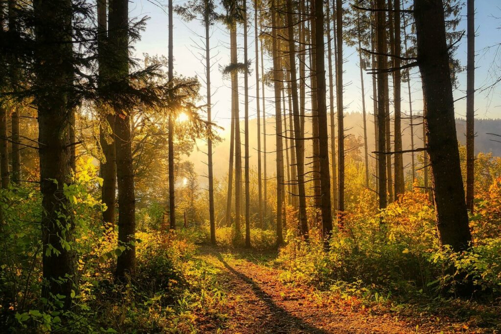 Forêt de Montmorency 1