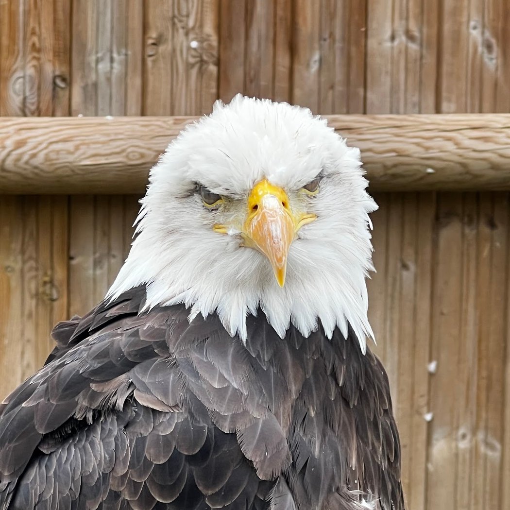 Les Aigles du Léman 1