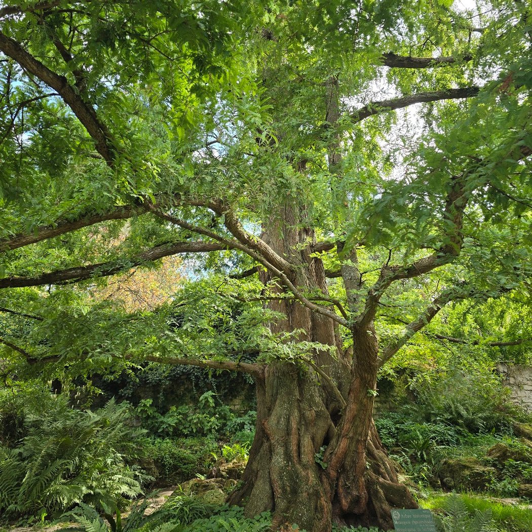 Animation autour de la récolte de graines au jardin Vavilov 4