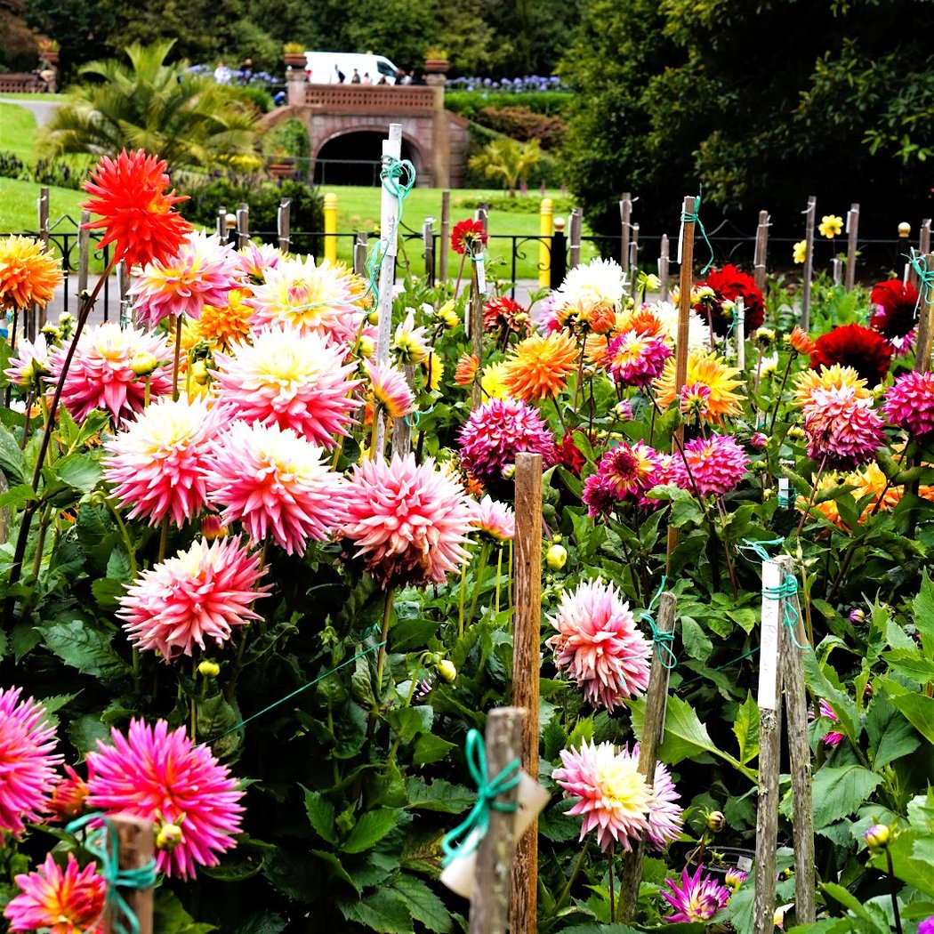 Dahlia Dell 4
