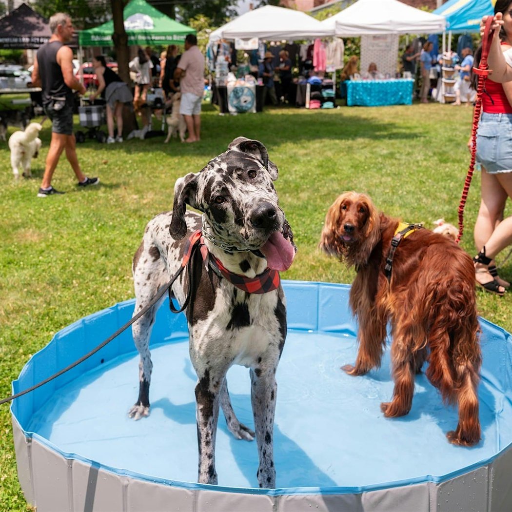 Dog Day of Summer 3