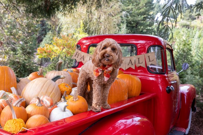Patchen Tree Farm and Pumpkin Patch 1