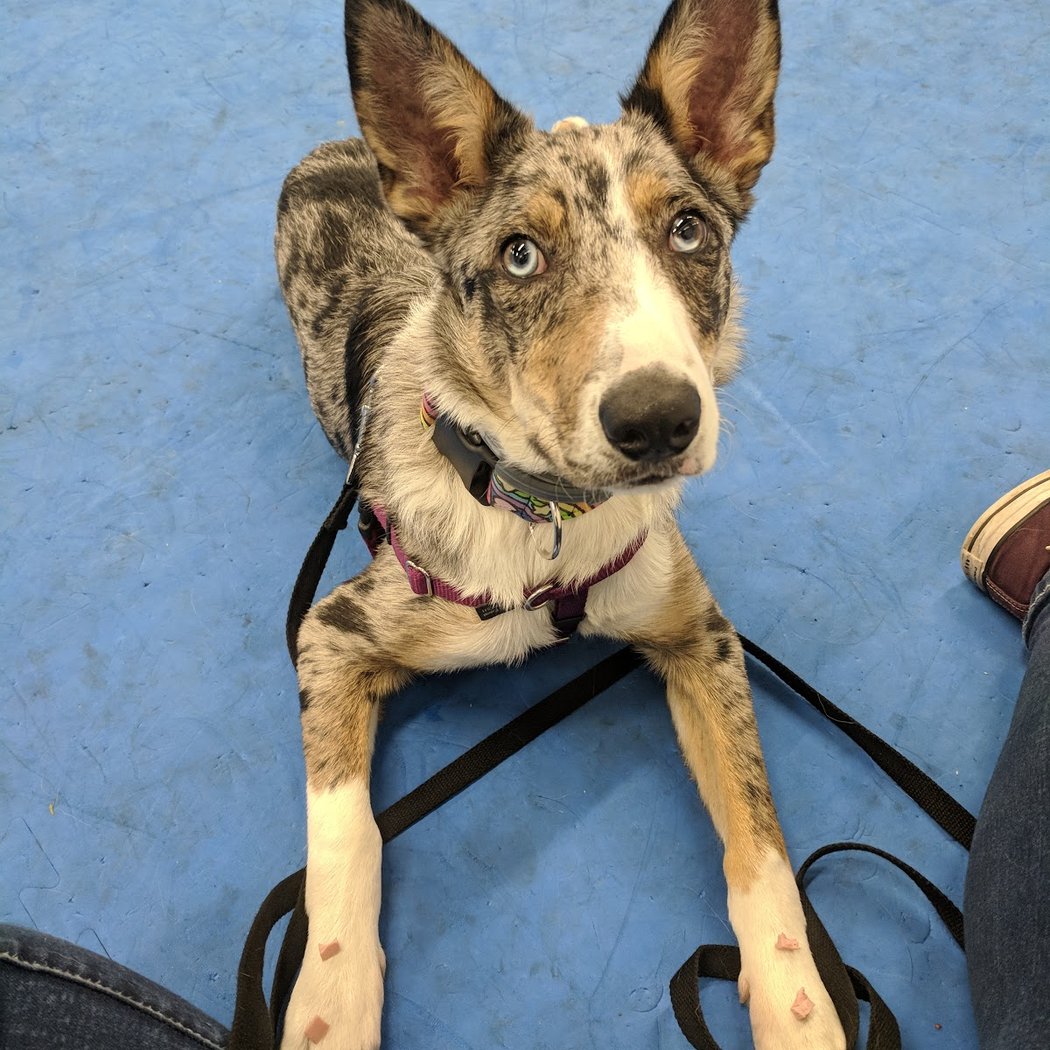 Oakland Dog Training Club 1