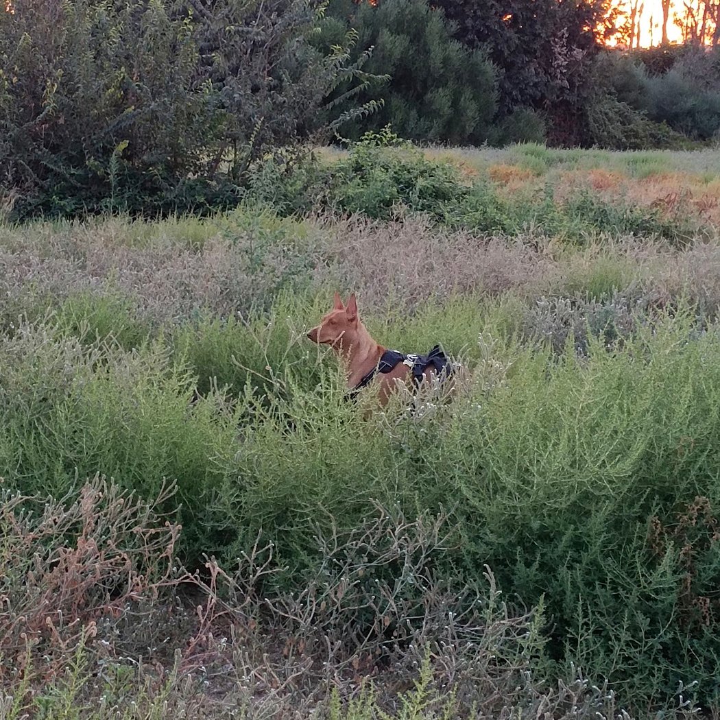 canino Alamillo Park 2
