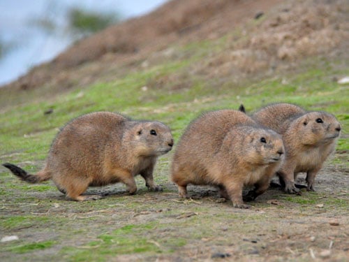 Mammals of the Prairie 2