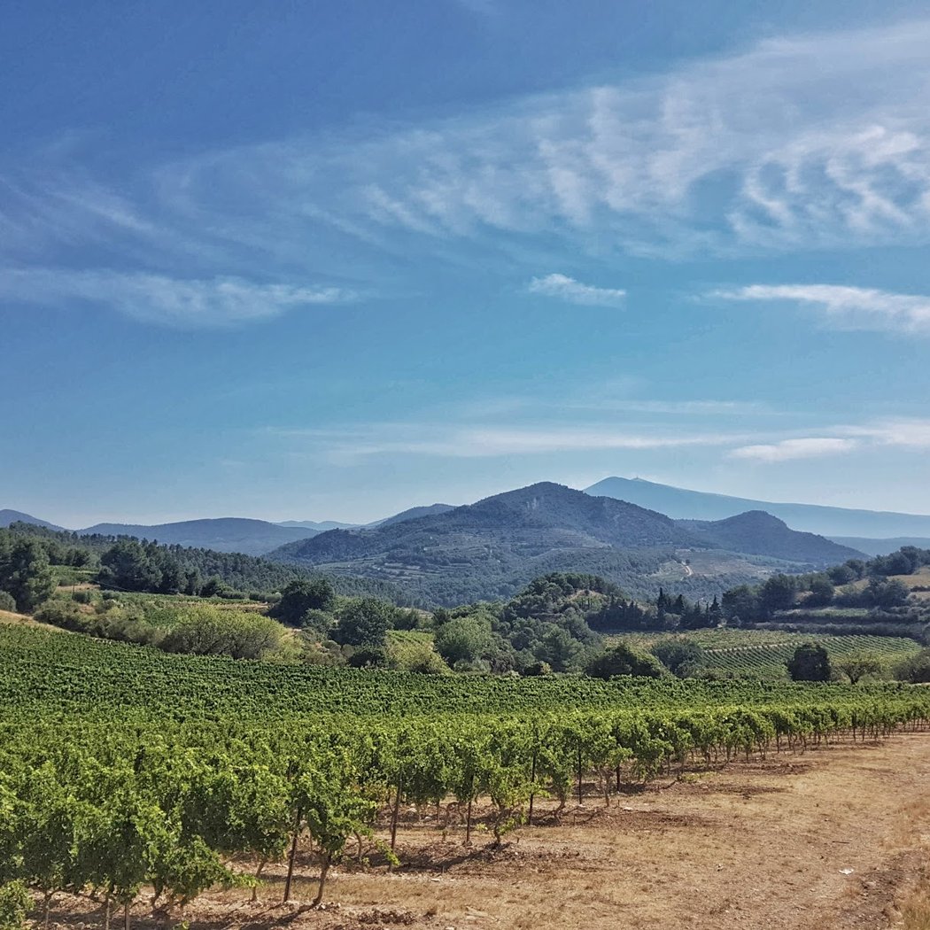 Dentelles de Montmirail 4